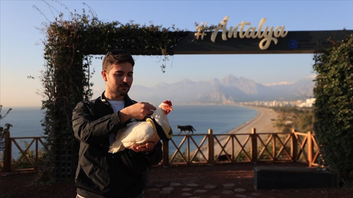 Antalya’da denizden kurtadığı tavuk “Deniz”, kürek sörfü eğitmenin yoldaşı oldu